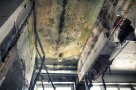  , USA Mold Removal & Remediation Pros